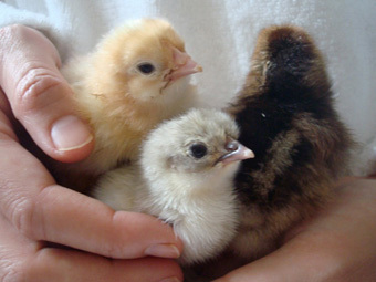 chicks2.jpg